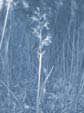 Traunsteiners Knabenkraut (Dactylorhiza traunsteineri)